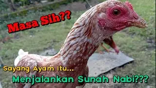Ngaji Muhasabah Diri |  Sayang Sama Ayam dan Sayang Sama Janda Keluaran Terbaru 🙃