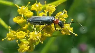 Oedemera croceicollis