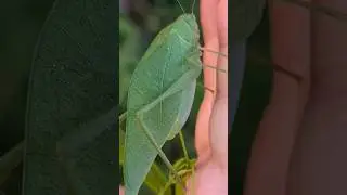 Insect camouflage leaf mimic katydid Playa del Carmen Mexico #tropical #caribbean #grasshopper #bug