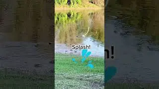 Amplify the sound #fok #alligator #wildlife #outdoors #backyard #soflo