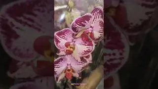 💙💛Привезли Красу в 