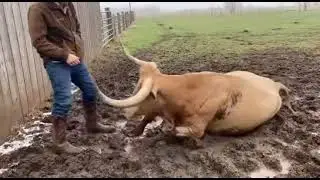 Animal Moments That Escalated in Seconds 