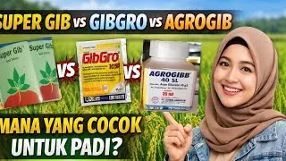 SUPER GIB vs GIBGRO vs AGROGIB Mana yang BENAR-BENAR Cocok untuk PADI?
