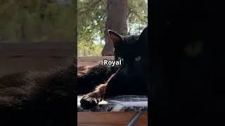 Bombay Cat &ndash; आपके पीछे-पीछे चलने वाली परछाई 🖤 | Loyal & Loving Cats | #Shorts