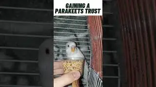 Gaining a parakeets trust#animal #gaining #trust #parakeet #trusting #training #pets #birds #animals