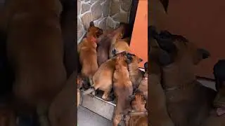 🆘Разгневанные щенки атакуют собаку маму