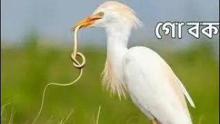Bucks sit to catch snakes. Animals in world. 