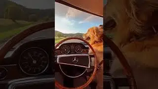 1977 Mercedes-Benz 280SE Bavaria Vintage Drive POV