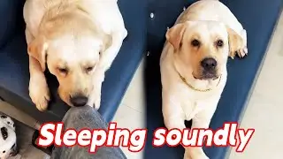 Sleeping soundly. Hahaha. #Fun of raising a dog #How like human-like the dog looks