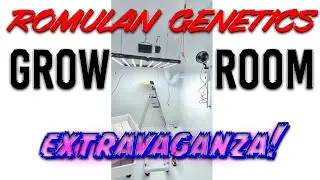 Romulan Genetics - White Room Update Day 14 Bloom