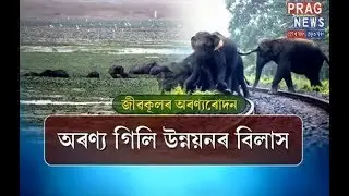 Deepar Beel is going to be a history || Deepar Beel Wildlife Sanctuary