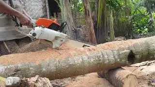 Cara Pemotongan Pohon Kelapa dengan Senso 