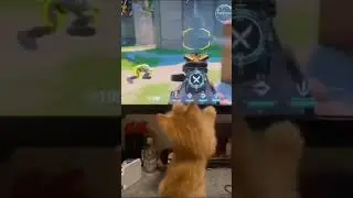 Cat gaming on PC #cat