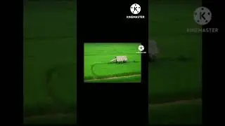 Most Profitable Crops in India / Rice (1