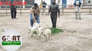 Teddy Goat Auction ll  ٹیڈی گوٹ کی نیلامی