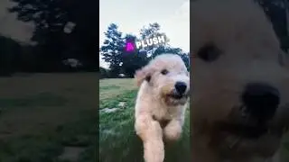 Maverick&rsquo;s Always In A Rush! #cutedog #goldendoodle #maverickthedoodle