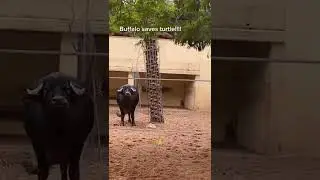 Buffalo🐃 Saves Turtle🐢 #humanity #animals #turtle #buffalo #animallover #zoo #thuglife #swag