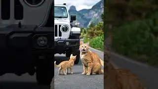 Cats Warning Signals to Humans #animals #rescue #cat