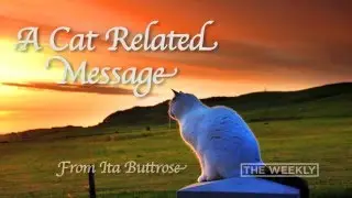 Cats | The Weekly