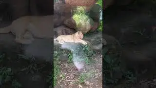 🇮🇩 Up close and personal with Lions and Tigers and Bears oh and Hippos too at Bali Safari #travel