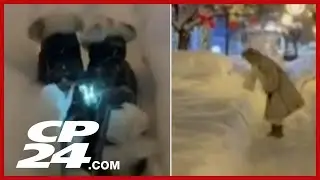 Dogs covered by snow as plow moves through
