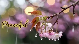 Rainy Harmony ~ Calm Cello & Piano Music for Study, Work and Relaxing Soul