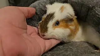 Why Is My Guinea Pig So Goofy