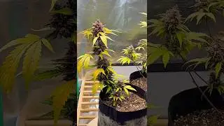 10 Weeks Later&hellip; 🍒 Lemon Cherry Cookies Auto Indoor Results