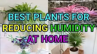 The best plants for reducing humidity at home