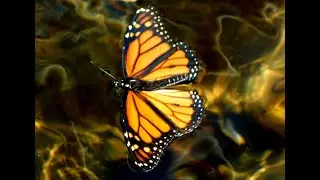 The Butterfly ~ an original song from Jamoof