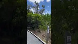 Walking along the Bay Trail in Rosebud, Victoria (Jan 2026)