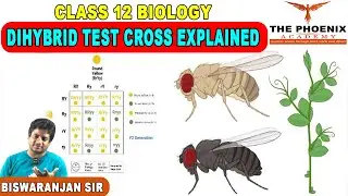 No More Confusion! Dihybrid Test Cross Explained | Class 12 Biology