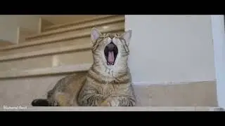 Animals Herbivores Carnivores Omnivore Jerapah,Harimau,serigala,singa, #Naturalfeel559 #Naturalfeel