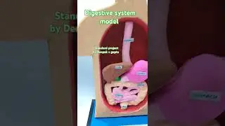Digestive system model #claymodellingideas #digestivesystem #biologymodel #tlm #sciencetlm #shorts
