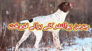 German pointer Dog Available For Sale In Pakistan | Hunting Dog |