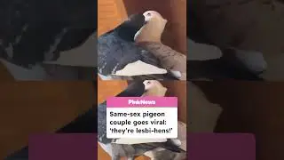 We love lesbians-hens! 🐦 Charm and Suki are a same-sex pigeon couple who are taking the internet