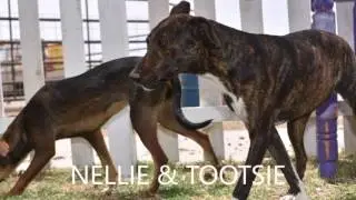 TOOTSIE NELLIE