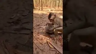 This Monkey is really brave #funnymonkey #monkeyprank #monkeyfunny