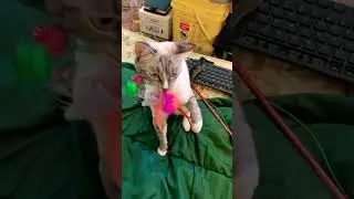 Cat is trained to hunt colorful mice #cat #cats #catlovers #mycat #animals #petlovers #catfunny