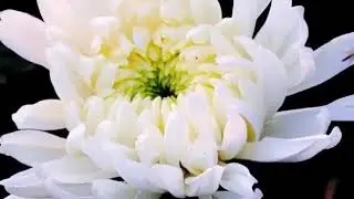 Ranaghat chapra flower valley | chapra flower | tourist places |