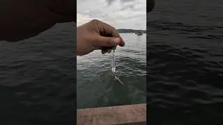 Test Spoon lure 🎣 #fishing #casting #ocean #fishinglife