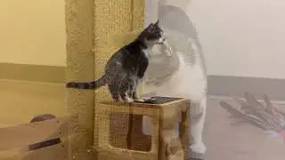 Jupiter - Adoptable Cat at Brown County Humane Society