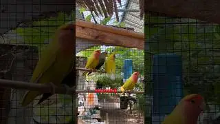 Allevamento di inseparabili