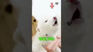 Scientists Brought Back Dire Wolves Using DNA! 😱 #shorts