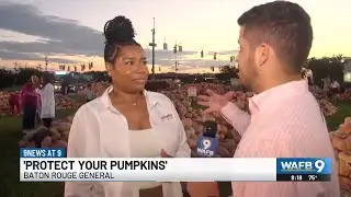 BRG's Pink Pumpkin Patch is back