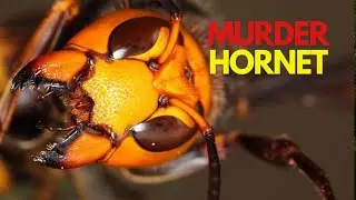 Murder Hornet !!! (Beez in the Trap) #shorts #Japan