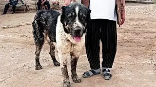 aboriginal Turkmen alabai, shepherd dog/ отарный туркменски алабай/ Палван духом сильный кабель