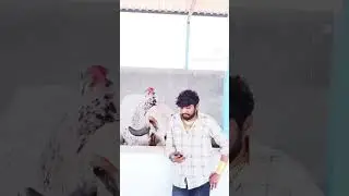 Raj bull #Rajbull.krishnagoushala.9725930794