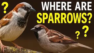 Sparrows Going Extinct? | This Is the Reason Behind the Mystery... ANIMALS & NATURE DOCUMENTARY