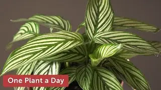 Goeppertia elliptica 'Vittata'  Houseplant Care &ndash; 361 of 365